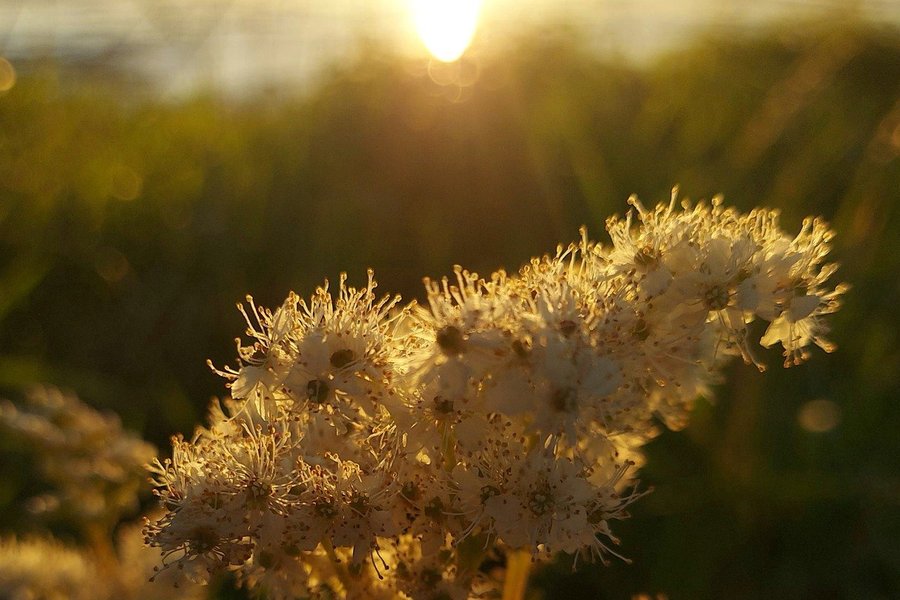 Grappe de fleurs blanches sauvages illuminée par les rayons dorés du soleil couchant, évoquant la sécurité d'un jardin privé où l'on cherche à neutraliser les brouilleurs Wi-Fi : la configuration pour une alarme connectée inviolable.
