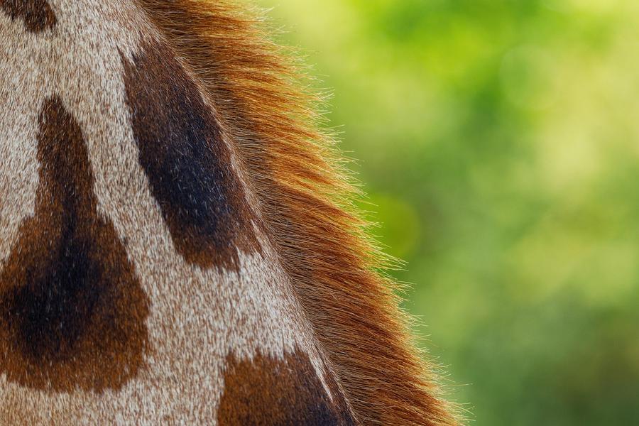 Détails texturés du pelage et de la crinière d'une girafe sauvage, une approche écologique de la nature qui rappelle l'importance de savoir comment transformer sa douche en circuit fermé pour réduire sa facture de 80%.