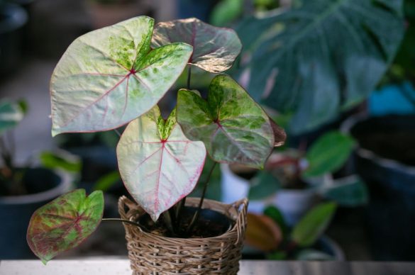 Un Alocasia frydek aux feuilles claires et nervures roses présenté dans un cache-pot en osier tressé