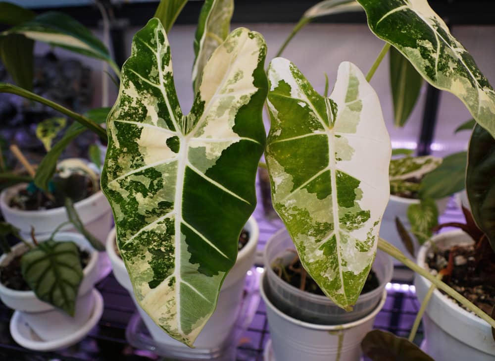 Gros plan sur les feuilles veloutées et panachées de blanc d'un Alocasia frydek variegata en pot.