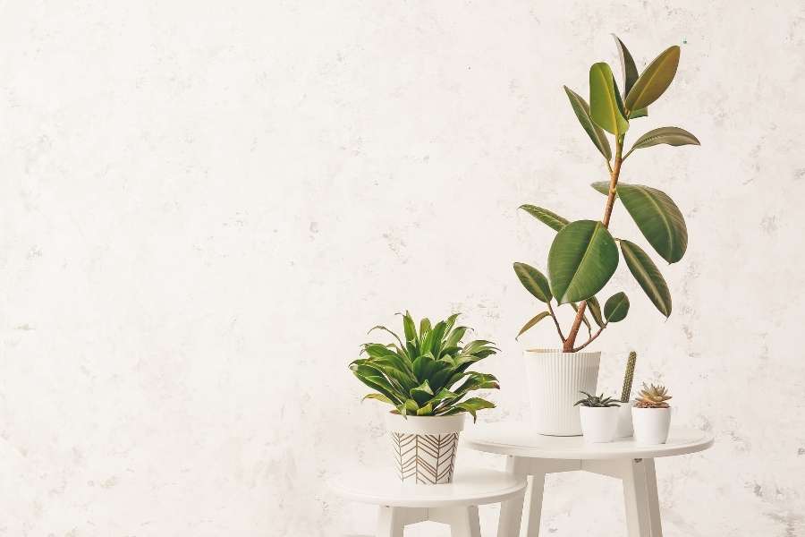 Un ensemble de plantes vertes d'intérieur disposées avec élégance sur des guéridons blancs devant un mur texturé clair.