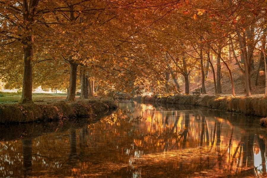 Une rivière paisible coule sous des arbres aux feuilles dorées, reflétant la lumière chaude de l'automne.