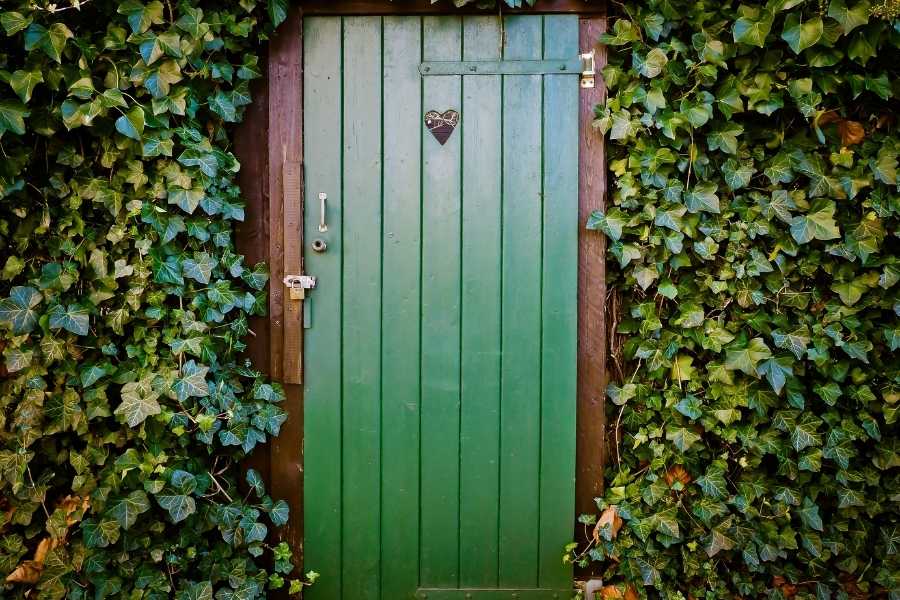 Une charmante porte en bois ancienne de couleur verte encadrée par un lierre luxuriant.